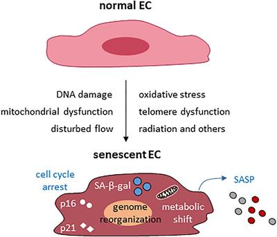 Vascular Endothelial Senescence: Pathobiological Insights, Emerging Long Noncoding RNA Targets, Challenges and Therapeutic Opportunities